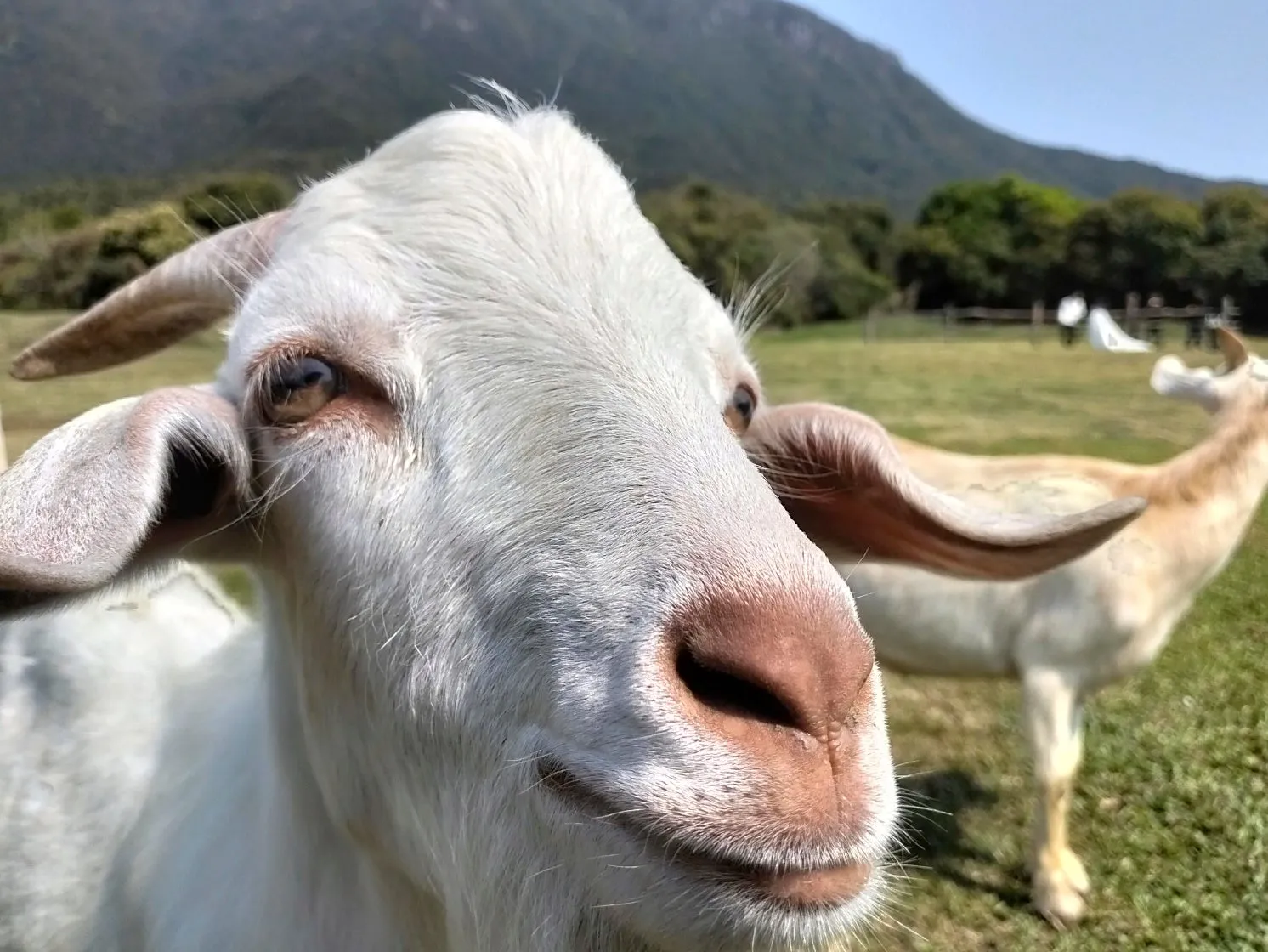 OPPO A5x AI写真編集機能